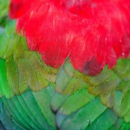Lory Keet feather backgroundの写真素材