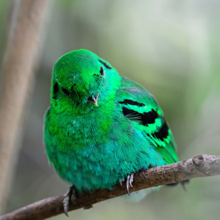 Colorful green bird, a male Green Broadbill  Calptomena viridis , sitting on a branch