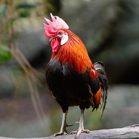 Oudstanding male Red Junglefowl  Gallus gallus , standing on the logの写真素材