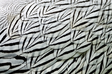 Silver Phesant feather background in male profileの写真素材