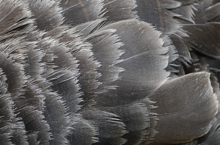 Black swan wing pattern feather texture の写真素材