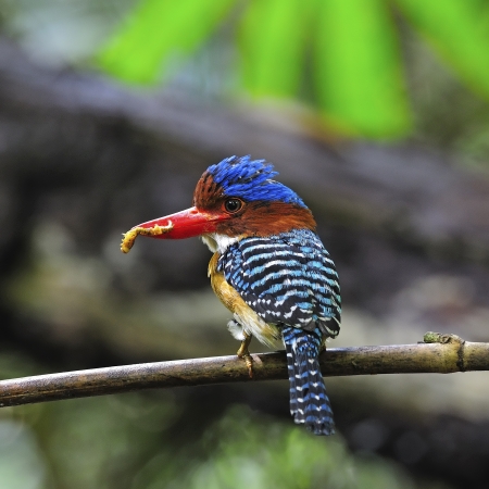 Colorful Kingfisher bird, male Banded Kingfisher (Lacedo pulchella) with prey, standing on the branch in feeding season, back profileの写真素材