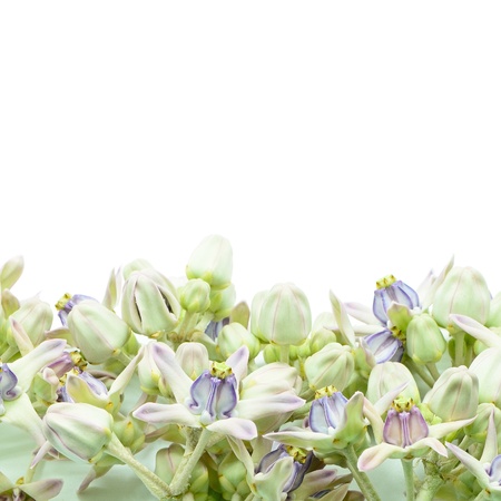 Colorful white and purple flower, Crown Flower, Giant Indian Milkweed, Gigantic Swallowwort (Calotropis gigantea) isolated on a white backgroundの写真素材