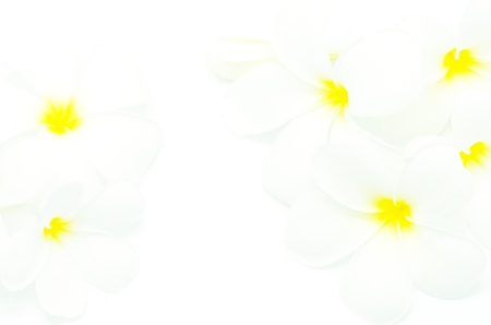 Beautiful white Plumeria flower, isolated on a white backgroundの写真素材