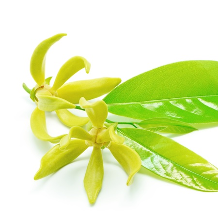 Ylang Ylang flower (Cananga odroata), isolated on a white backgroundの写真素材