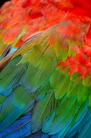 Greenwinged Macaw aviary, isolated on a white backgroundの写真素材