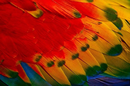 Scarlet Macaw feathersの写真素材