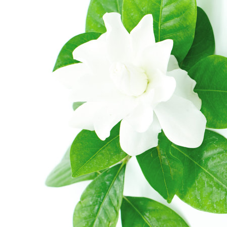 White Gardenia flower or Cape Jasmine (Gardenia jasminoides), isolated on a white backgroundの写真素材