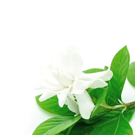 White Gardenia flower or Cape Jasmine (Gardenia jasminoides), isolated on a white backgroundの写真素材