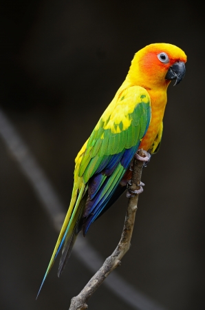 Beautiful colorful parrot, Sun Conure (Aratinga solstitialis), golden-yellow plumage and orange-flushed underparts on face, native bird to northeastern South Americaの写真素材