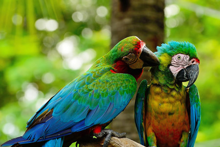 Colorful Harlequin Macaw aviary, sitting on the log