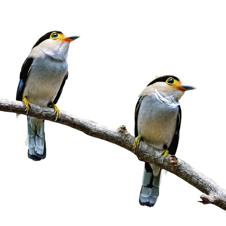 Parents of Silver-breasted Broadbill (Serilophus lunatus), male (on right hand side) and female (on left hand side), breast profile, isolated on a white backgroundの写真素材