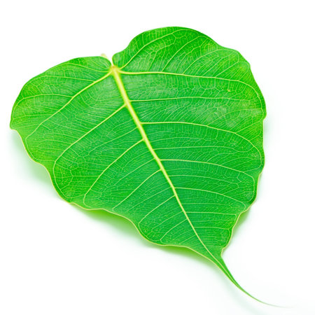 Sacred Fig leaf, isolated on a white backgroundの写真素材