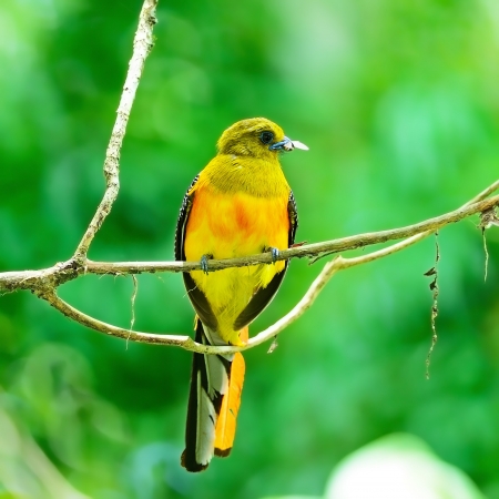 A male Orange-breasted Trogon Bird (Harpactes oreskios), breast profile, on a branch, taken on the feeding seasonの写真素材