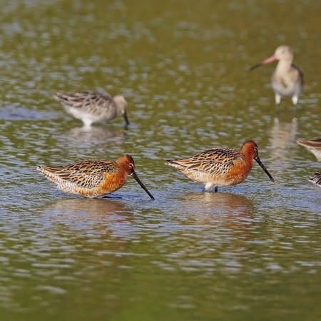 Asian Dowitcher (Limnodromus semipalmatus) bird, is a rare medium-large wader, in mating plumage