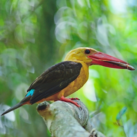 Beautiful male Brown-winged Kingfisher (Pelargopsis amauroptera) posting on a branch, fish in his mouthの写真素材