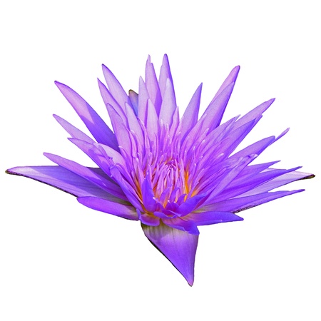 Colorful of purple waterlily, isolated on a white backgroundの写真素材
