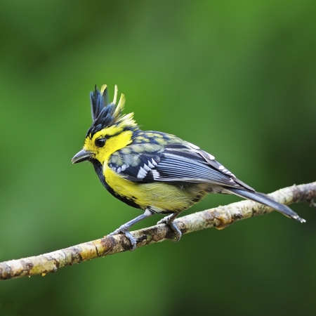 Beautiful yellow bird, Yellow-cheeked Tit (Parus spilonotus), standing on a branch, black-breasted indicated to maleの写真素材