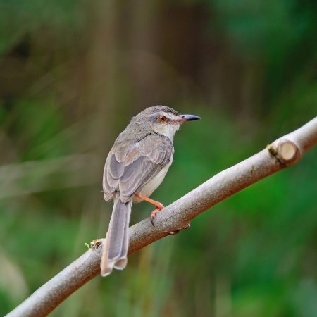Beautiful brown Plain Prinia bird (Prinia  inornata), standing on a branch, back profileの写真素材