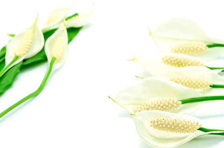 Beautiful tropical white flower, Fragrant Spathiphyllum isolated on a white background