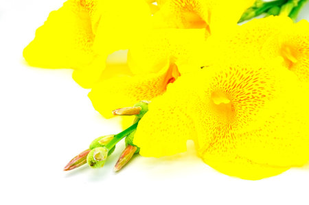 Exotic yellow flower, Canna Lily isolated on a white background