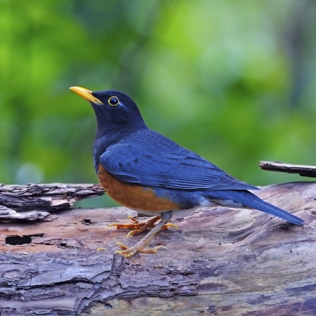 Colorful bird, male Black-breast Thrush (Turdus dissimillis), standing on the log. side profile with a green backgroundの写真素材