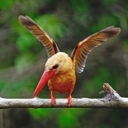 Looking for fishing, male Brown-winged Kingfisher (Pelargopsis amauroptera) posting on a branch, found in the south of Thailandの写真素材