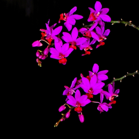 Inflorescense of deep purple orchid, Phalaenopsis hybridの写真素材