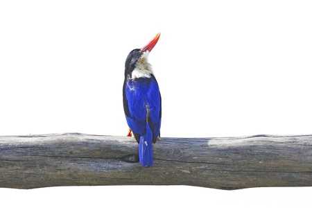 Colorful bird, Black-capped Kingfisher (Halcyon pileata) on a branch isolated on white backgroundの写真素材