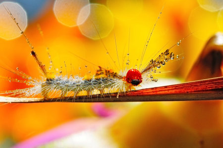 Hairy caterpillar on a leafの写真素材
