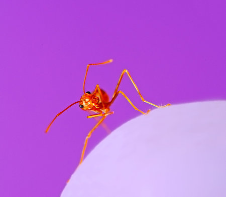 Red ant with purple background