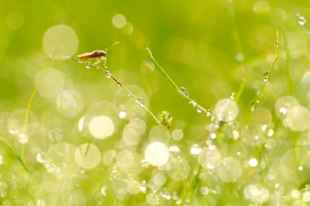 Spring or summer abstract nature background with grass and green background in the back の写真素材