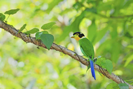 Long-tailed Broadbill (Psarisomus dalhousiae) on a branchの写真素材