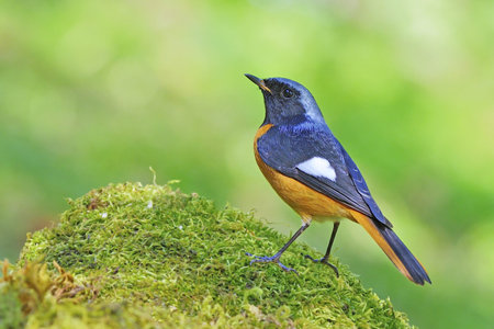 male Daurian Redstart (Phoenicurus auroreus) 