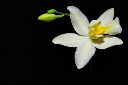 Terrestrial orchid, Spathogottis pubescens on black backgroundの写真素材