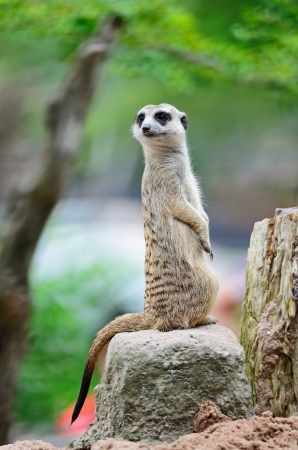 Alert Suricate or Meerkat (Suricata suricatta) on the lookout の写真素材