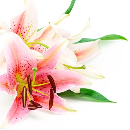 Beautiful pink lily, isolated on whiteの写真素材