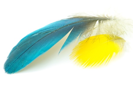 Blue and yellow feather isolated on whiteの写真素材