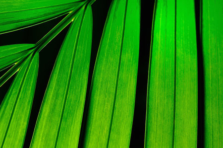 Closeup texture of a green leaf, background 