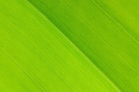 Closeup texture of a green leaf, background