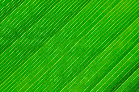 Closeup texture of a green leaf, backgroundの写真素材
