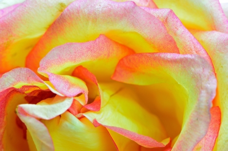 Beautiful pink rose closeup backgroundの写真素材