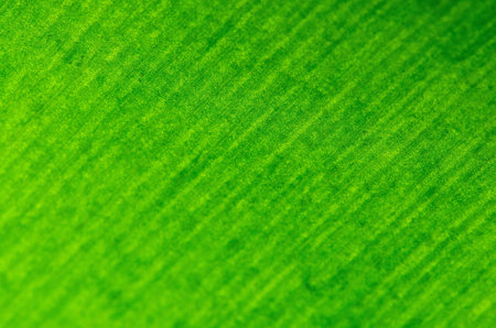 Closeup texture of a green leaf, background 