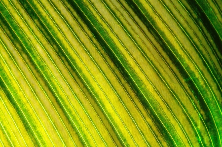 Closeup texture of a green leaf, backgroundの写真素材