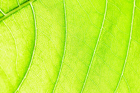 Closeup texture of a green leaf, background