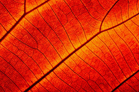 Closeup texture of a red leaf, backgroundの写真素材