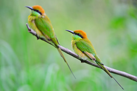 Couple of beautiful Little Green Bee-eater bird (Merops orientalis), resting on a perchの写真素材