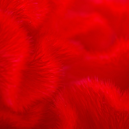 Red background abstract of Cockscomb or Chinese Wool Flower (Celosia argentea)の写真素材