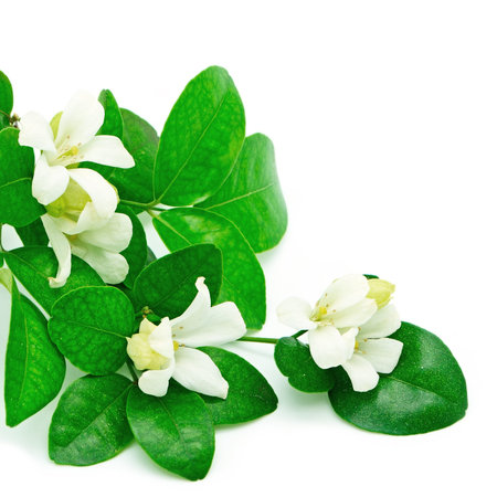 White flower, Orang Jessamine (Murraya paniculata) or China Box Tree, Andaman Satinwood, isolated on...