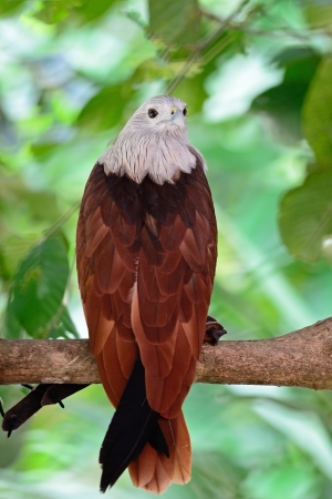 Brahminy Kite (Haliastur indus), standing on a branch, back profile の写真素材